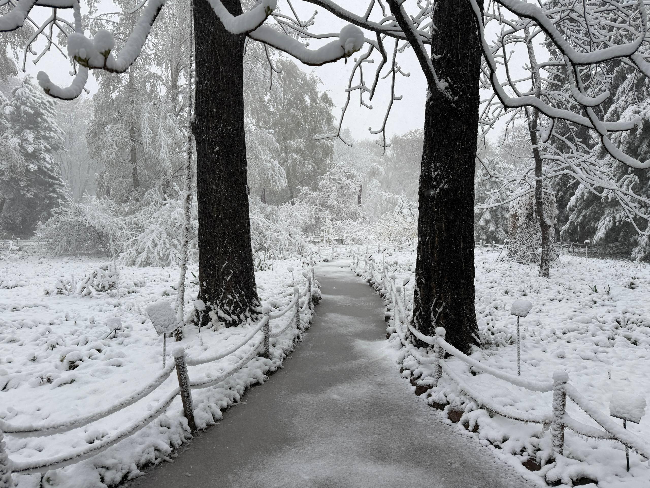 Снегопад в «Аптекарском огороде»