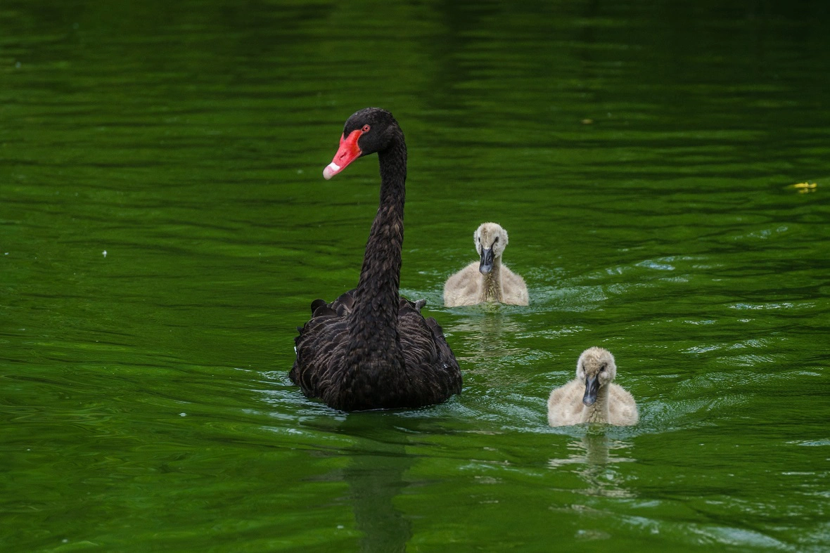 пресс-служба Ростовского-на-Дону зоопарка