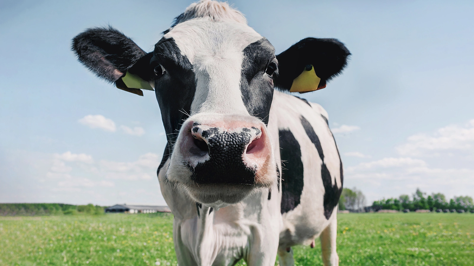 В США грузовик с коровами попал в аварию. 40 животных разбежались