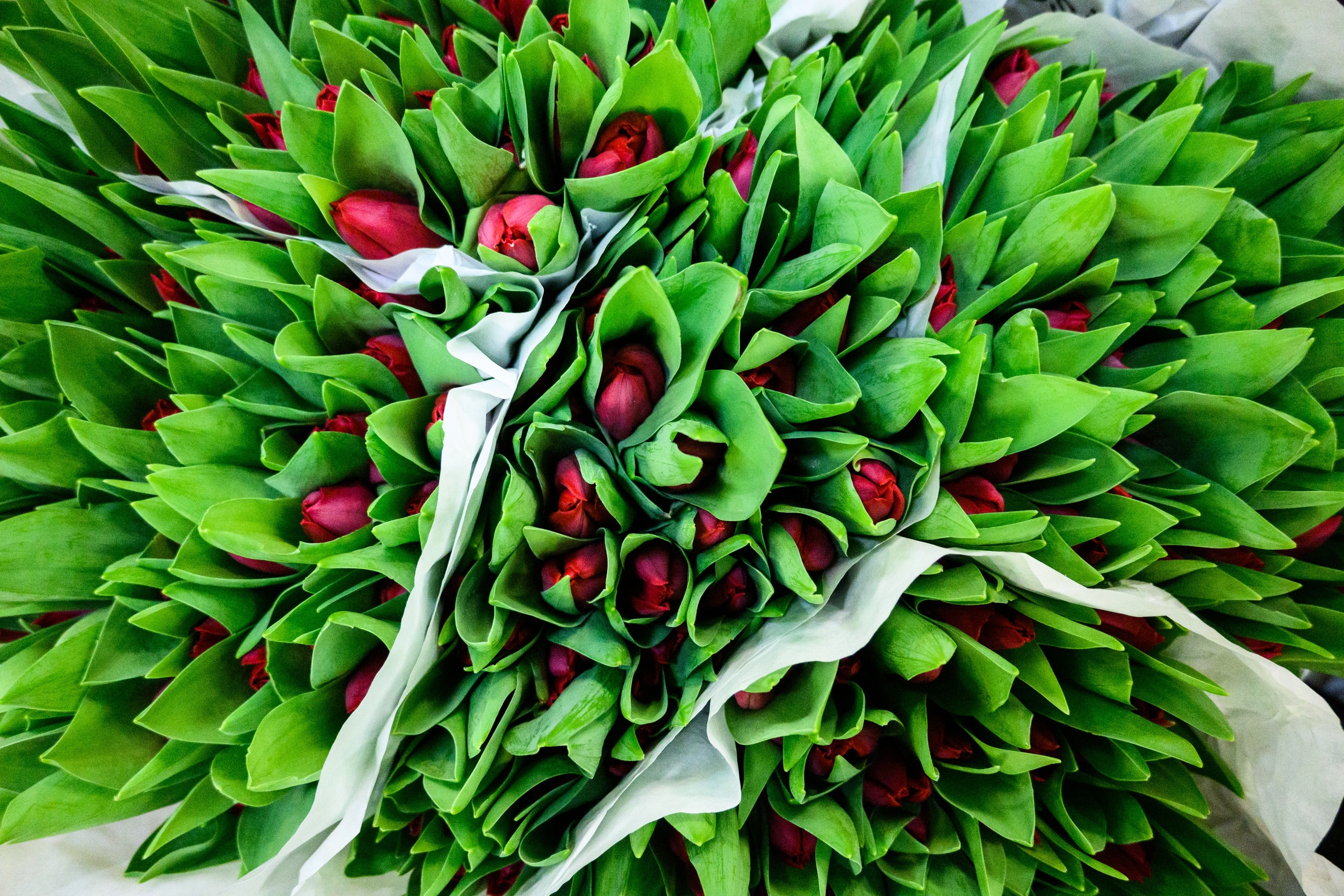 Закупочная цена на голландские тюльпаны выросла в среднем на 20-25%