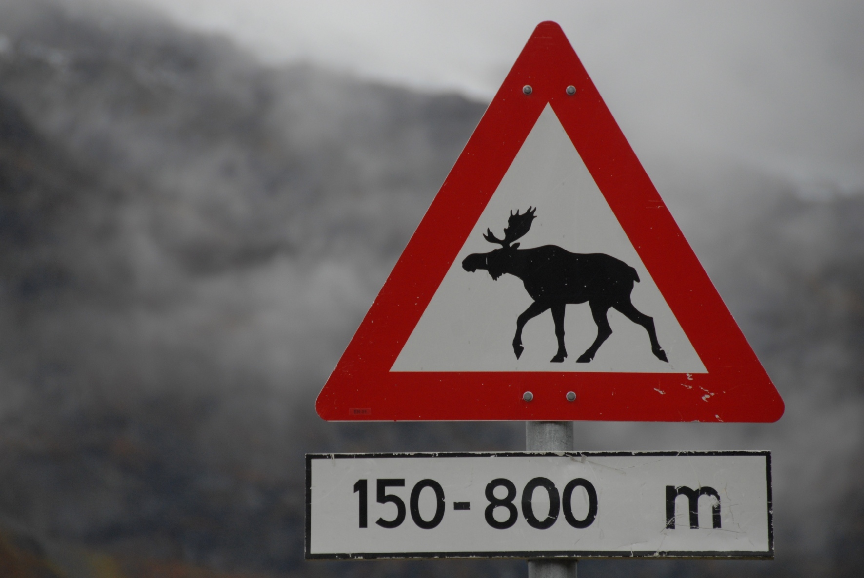 Осторожно олени. Знак осторожно лоси. Дорожный знак Лось. Дорожный знак олень. Знак олени на дороге.