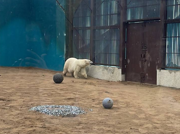 Фото: Россельхознадзор по Кировской области, Удмуртской Республике и Пермскому краю