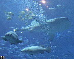 В самом роскошном отеле Дубая появился аквариум с акулой