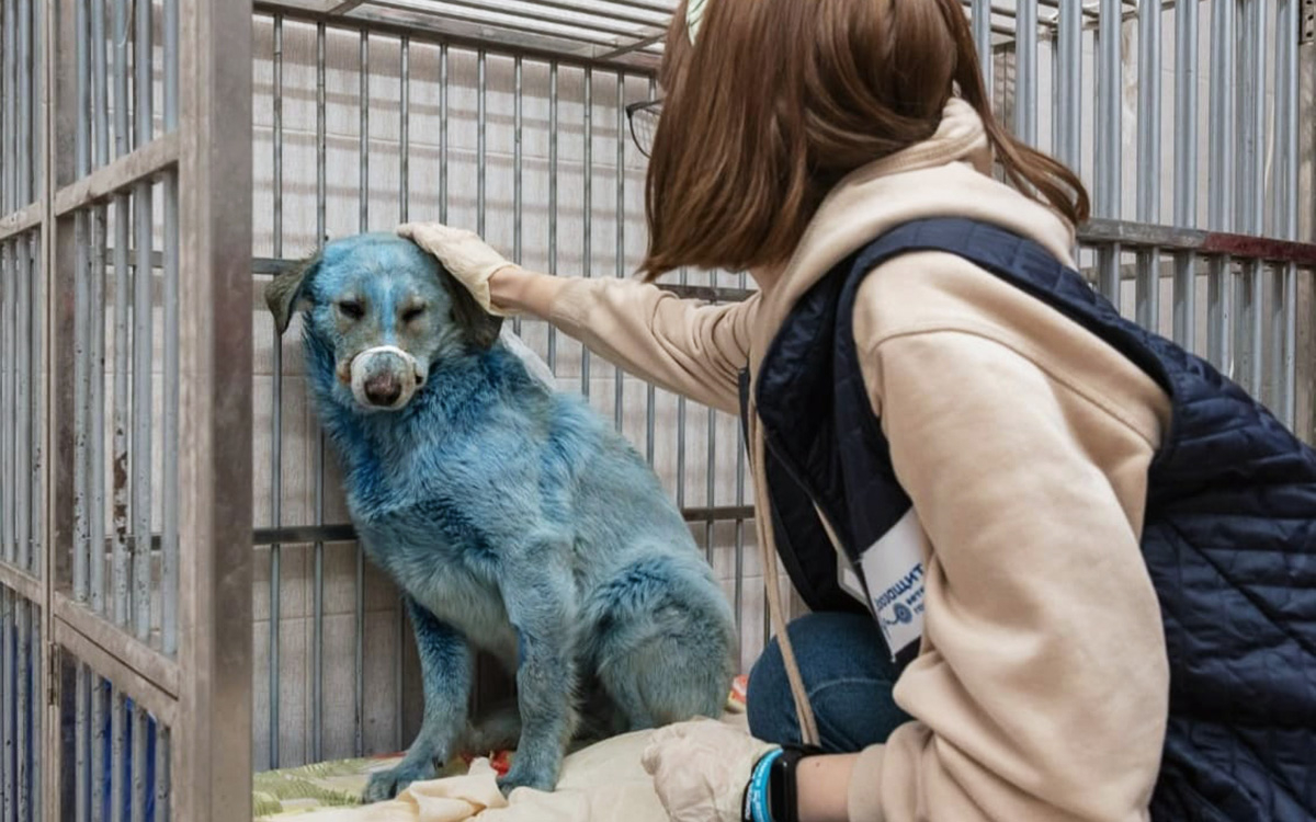 Ветеринары сообщили результаты осмотра голубых собак в Дзержинске