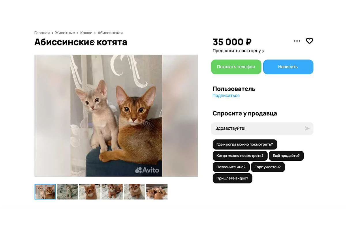 Абиссинских котят можно купить за 35 тыс. руб