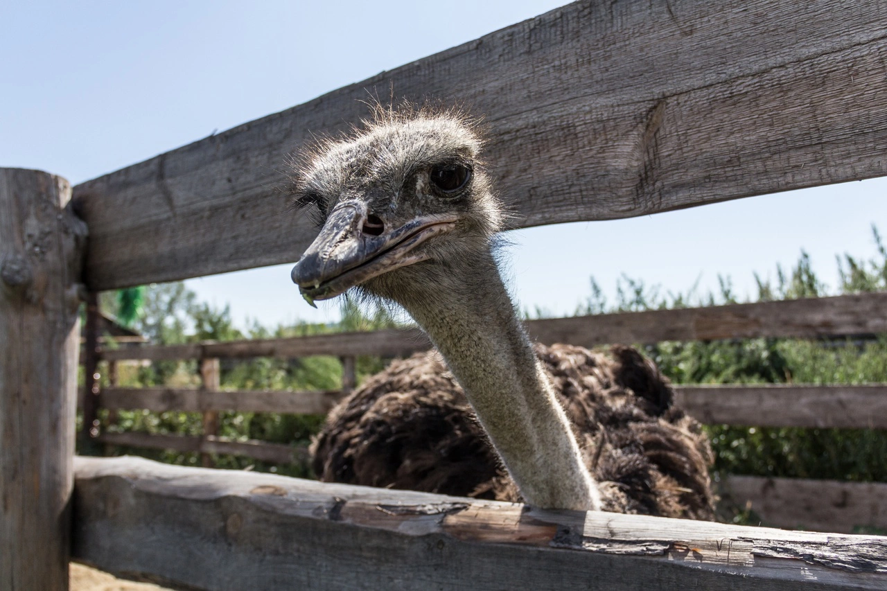 Илья Московец / РИА URA.RU