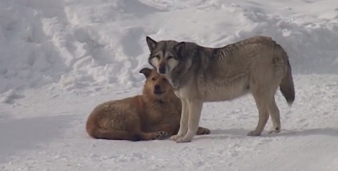 Архив РБК Пермь 