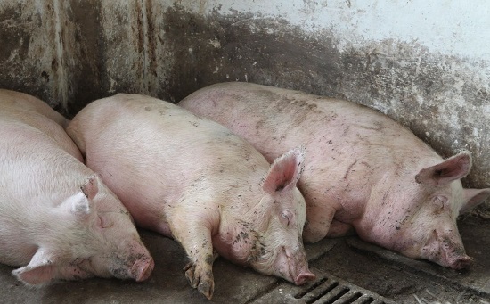 Россельхознадзор заявил о том, что чума свиней может дойти до Башкирии