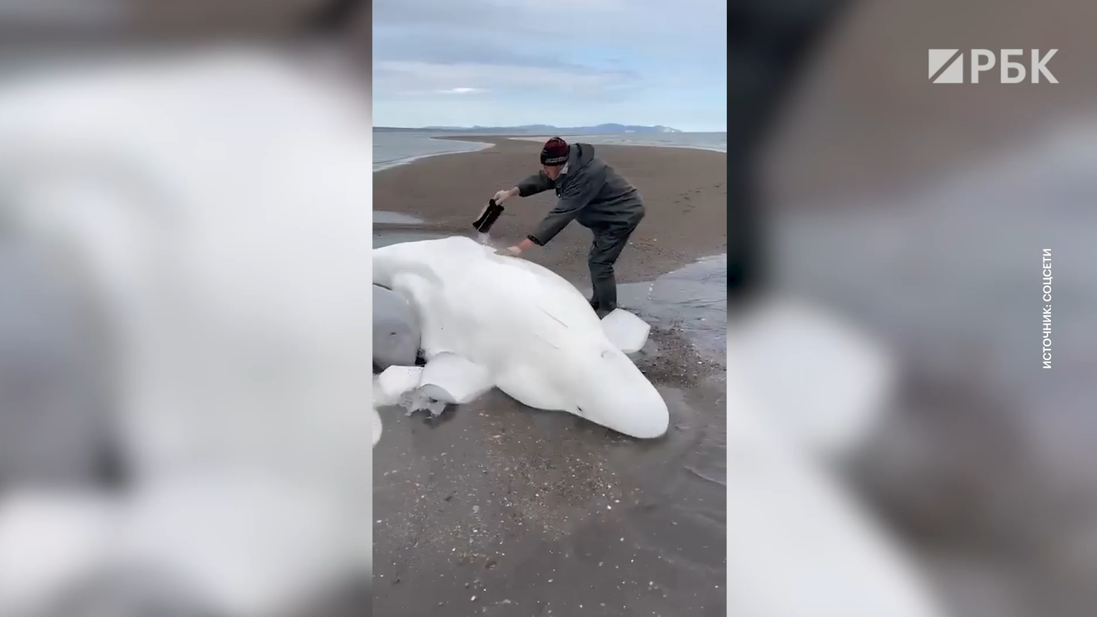 Камчатские рыбаки спасли выбросившихся на берег белух. Видео