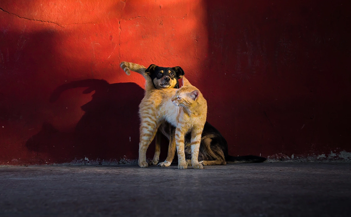 Hans-Even Bakken / Shutterstock