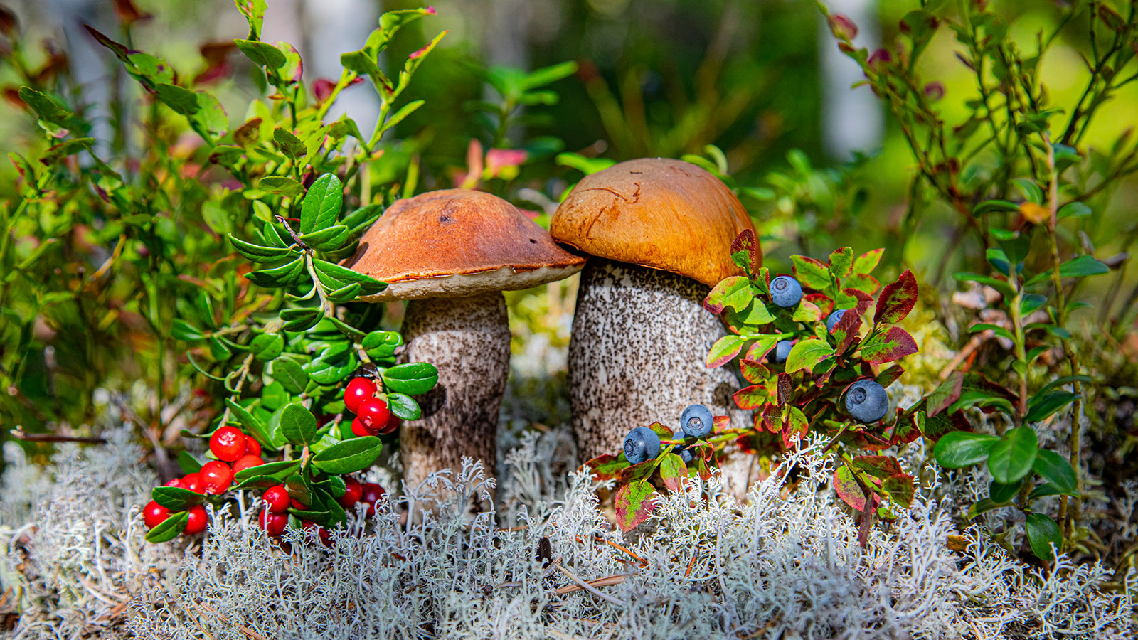 В сентябре пригородные отели оказались забиты грибниками
