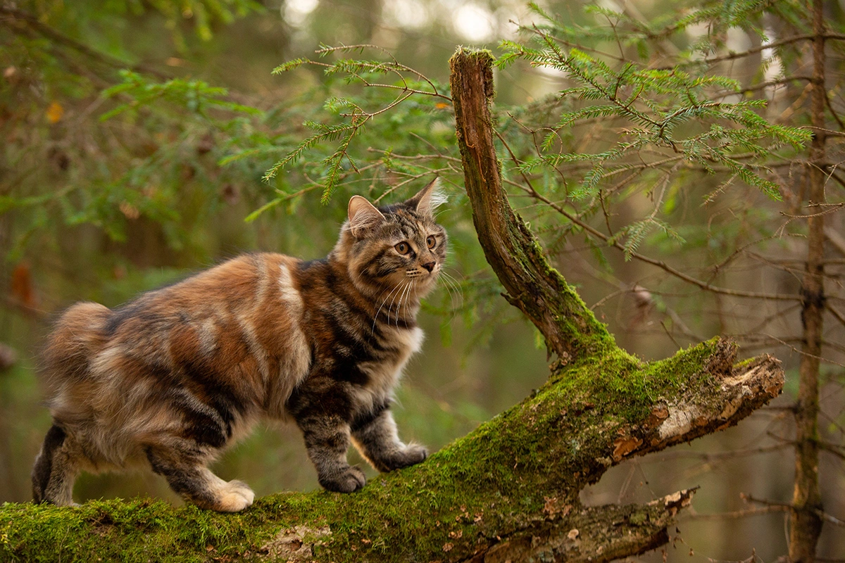 Курильский бобтейл