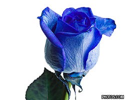 Первые голубые розы можно будет купить уже в 2009 году 