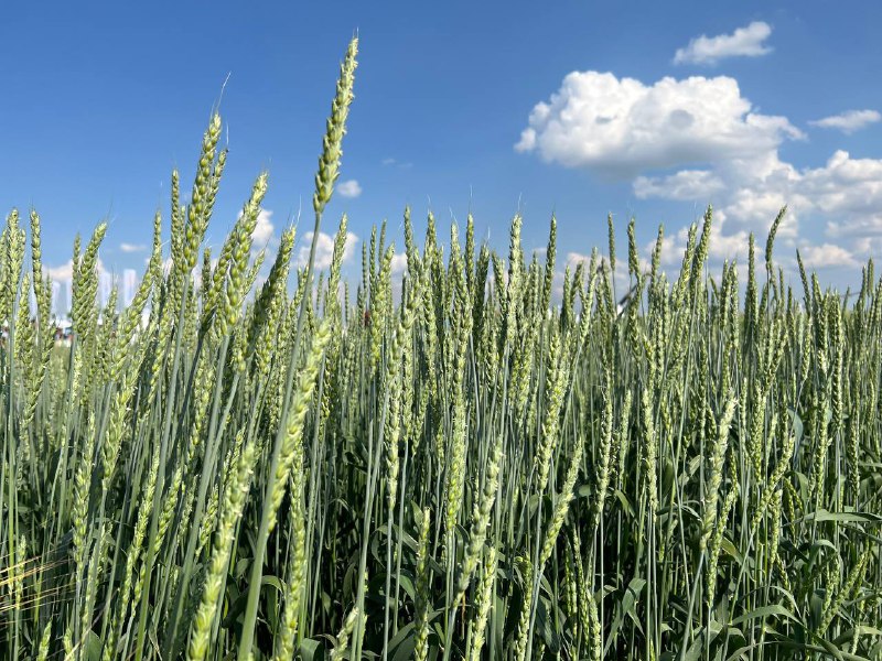 В Татарстане запустят элеваторный комплекс для нового урожая зерна
