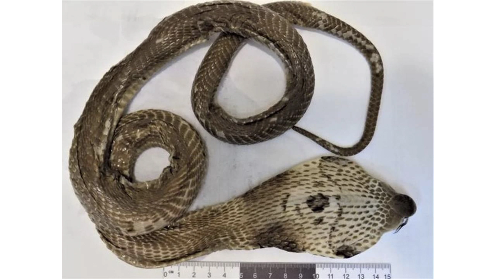 Заспиртованная змея