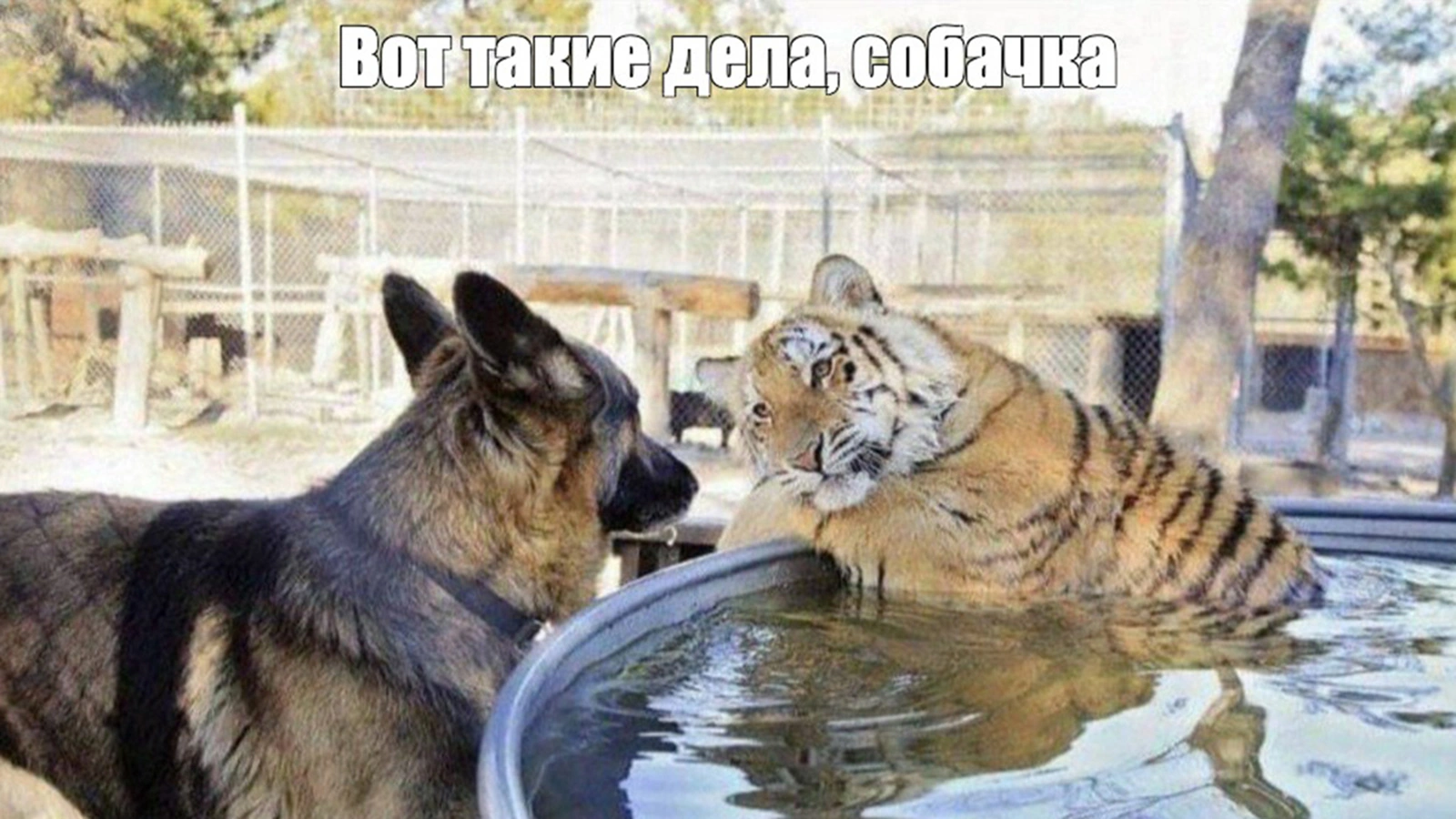 В августе 2026 года мем «Вот такие дела, собачка» стал особенно популярным