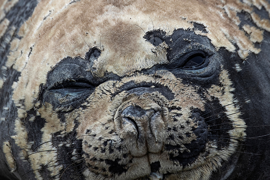Тюлень на острове Сноу
&nbsp;
