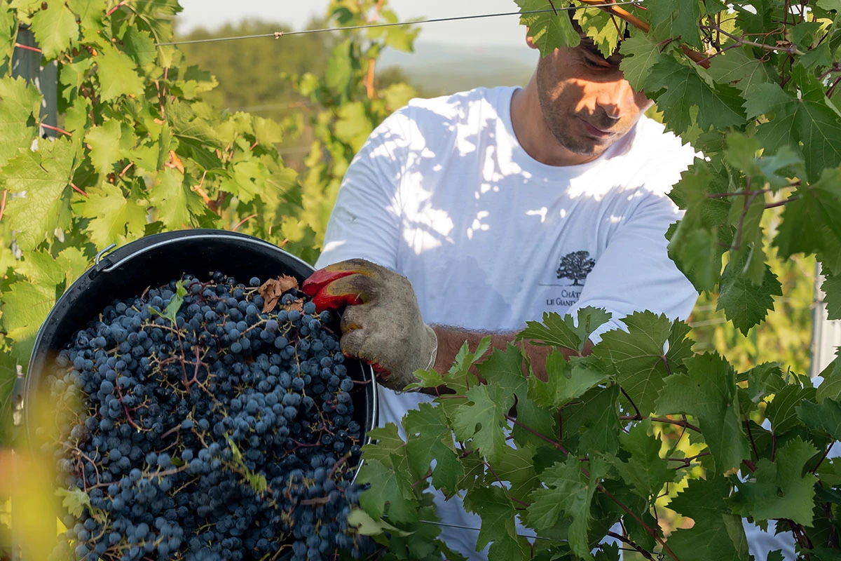 Все дело в дубе: Chateau Le Grand Vostock о своих новинках