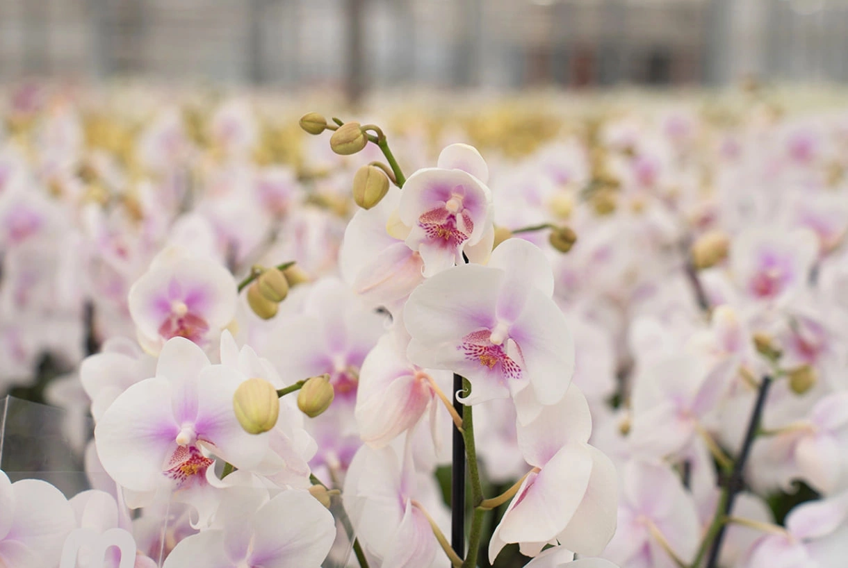 Петр Кошлаков