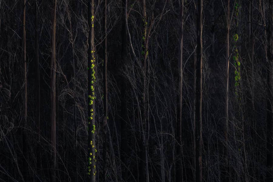 Победитель в номинации &laquo;Проект&raquo;. Серия фотографий &laquo;ASH&raquo; документирует беспрецедентные пожары в Тасмании (Австралия): на изображениях запечатлены такие районы как Харц-Маунтинс, национальный парк реки Франклин Гордон, Великие озера и восточное побережье Тасмании. В серии показана тонкая грань между выживанием и разрушением, а также возрождение жизни