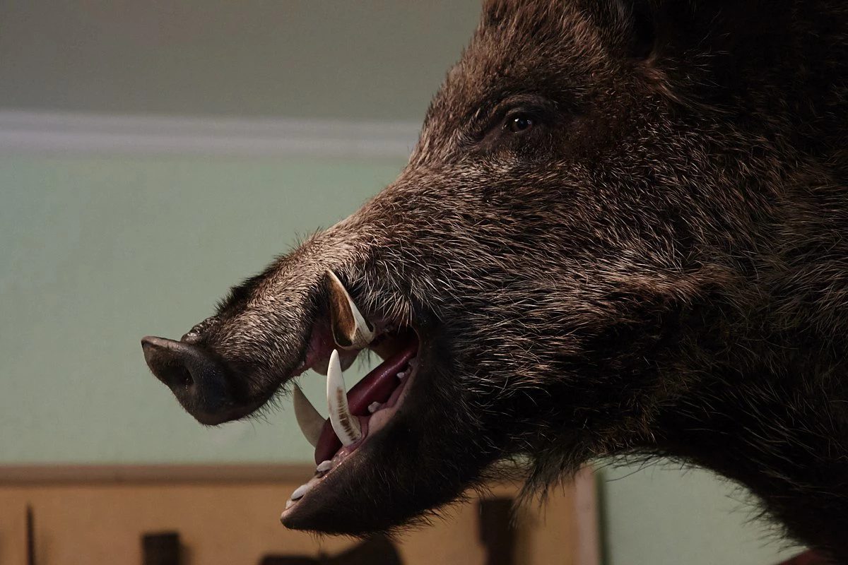 Александр Подгорчук