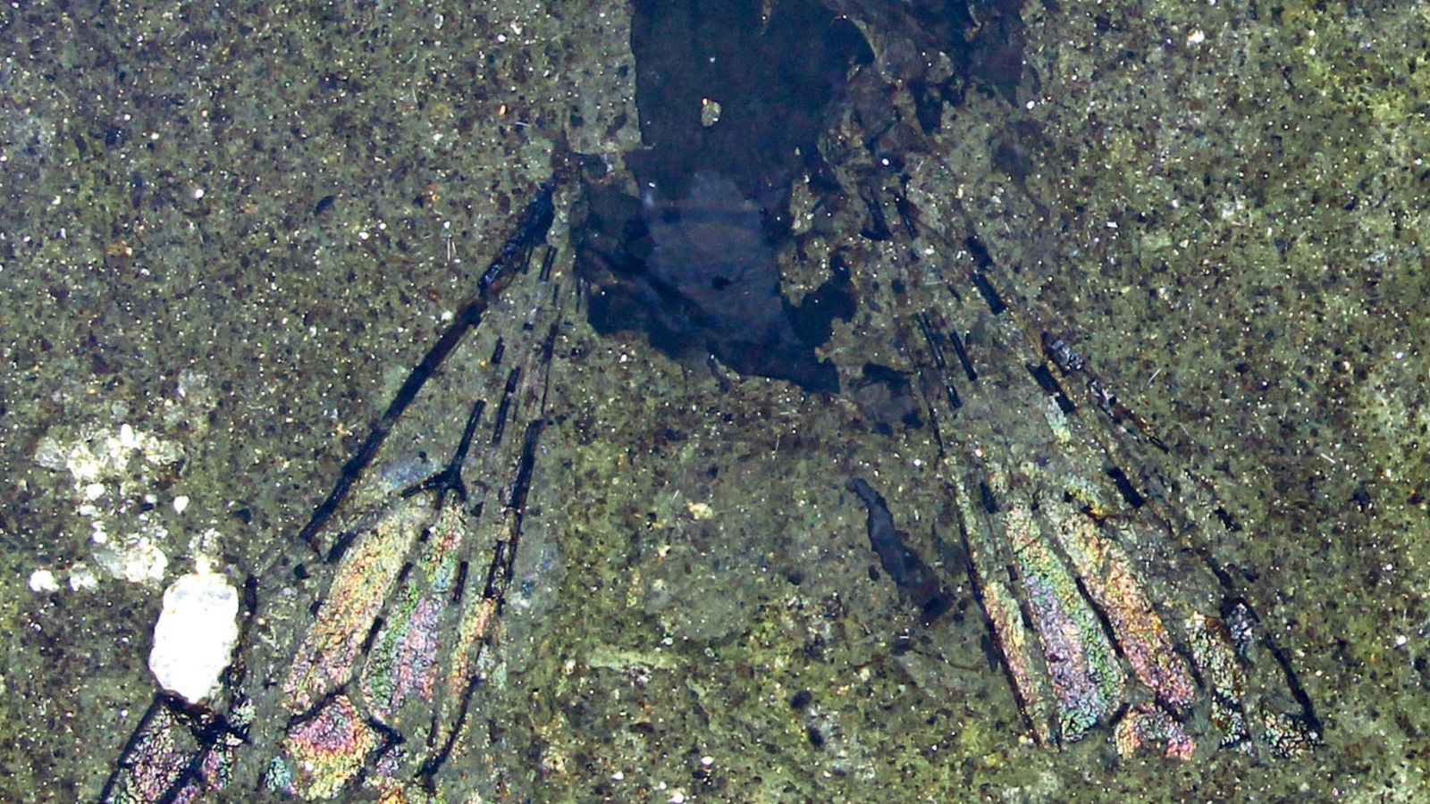 Окаменелость пчелы возрастом 14,6 млн лет (Leioproctus barrydonovani)