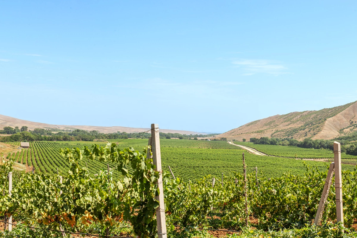 Если говорить про аграрный сектор в разрезе конкретных направлений, то, например, по сбору урожая винограда исторический рекорд — 301 тыс. т