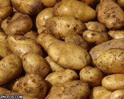 Подмосковный картофель охватил опаснейший вирус