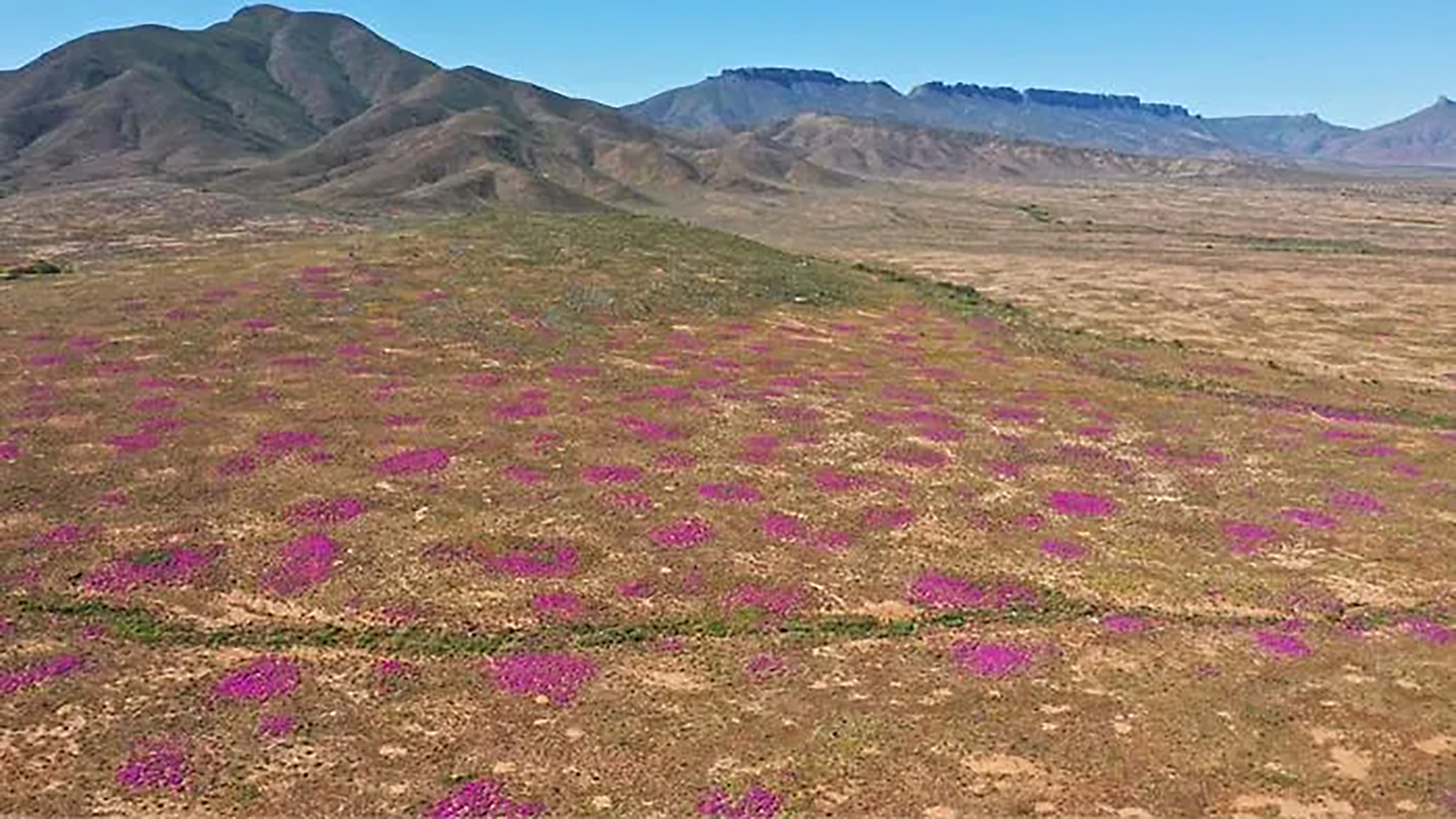 <p>В Южной Африке нашли самые древние в мире населенные термитники. Гнезда термитов покрыты цветами</p>