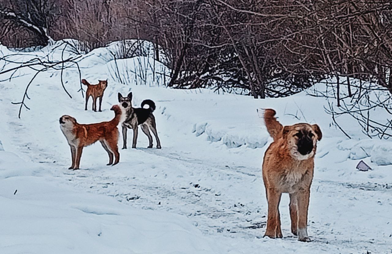 Фото: РБК Новосибирск