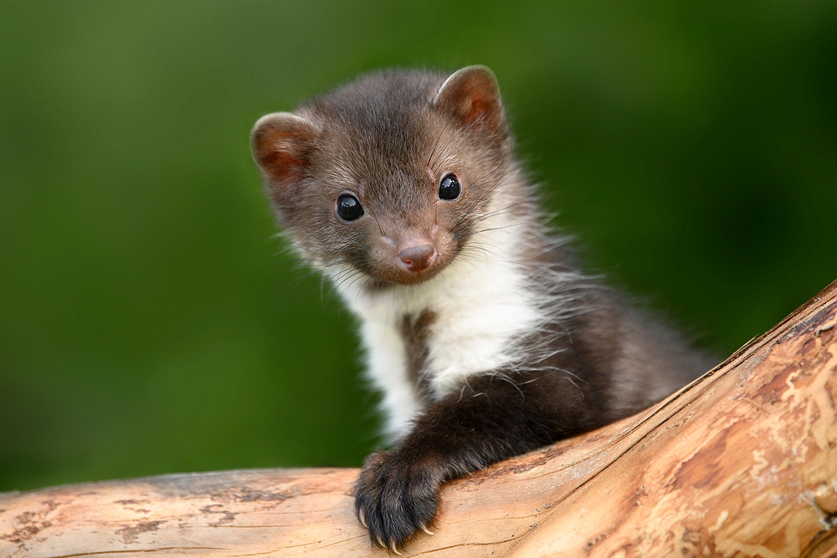 Дикие животные нередко являются переносчиками бешенства