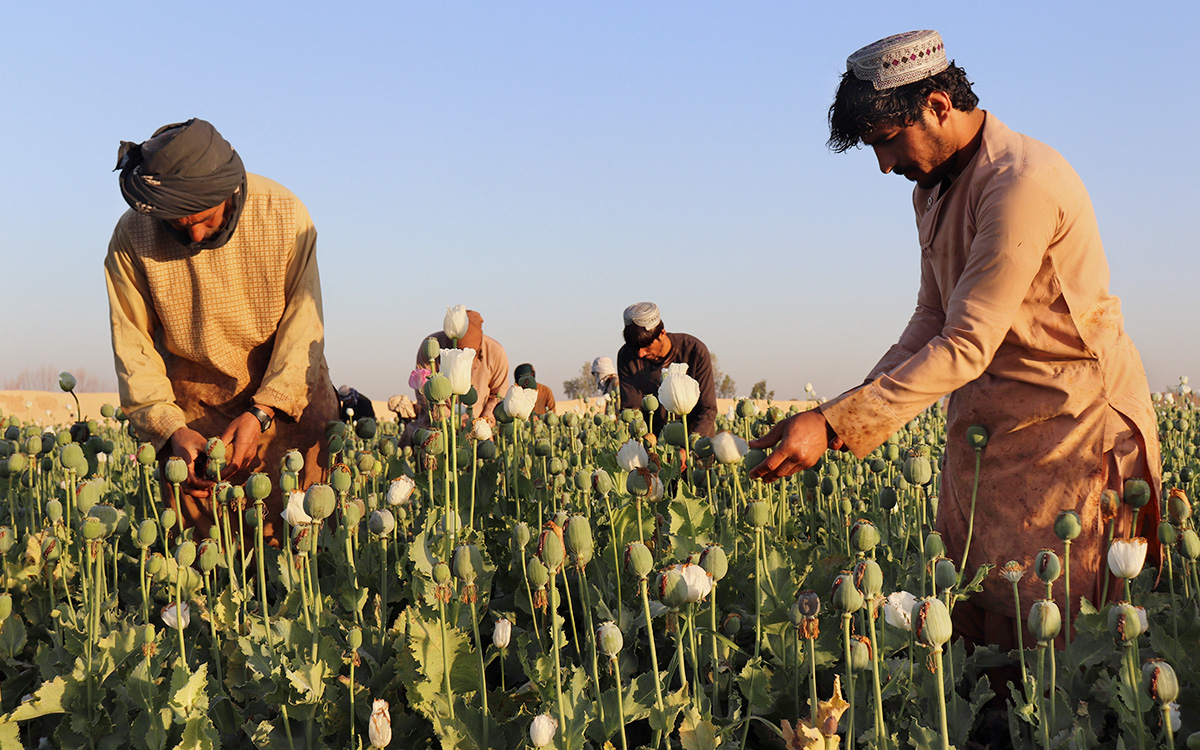 Талибан» запретил выращивать мак на всей территории Афганистана — РБК