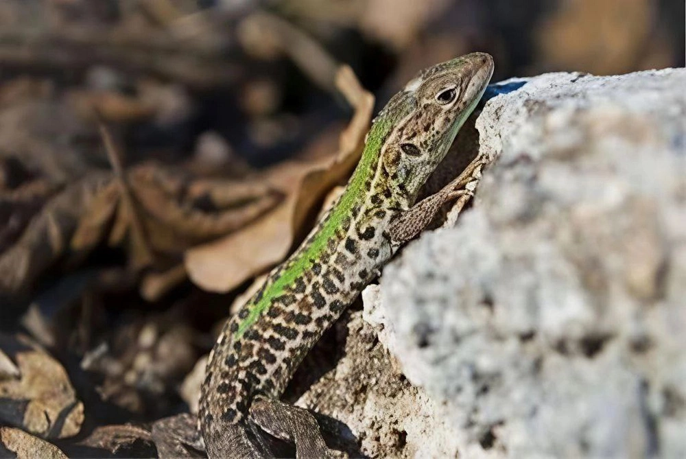 пресс-служба администрации Краснодарского края