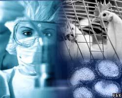 США грозит эпидемия "птичьего гриппа"