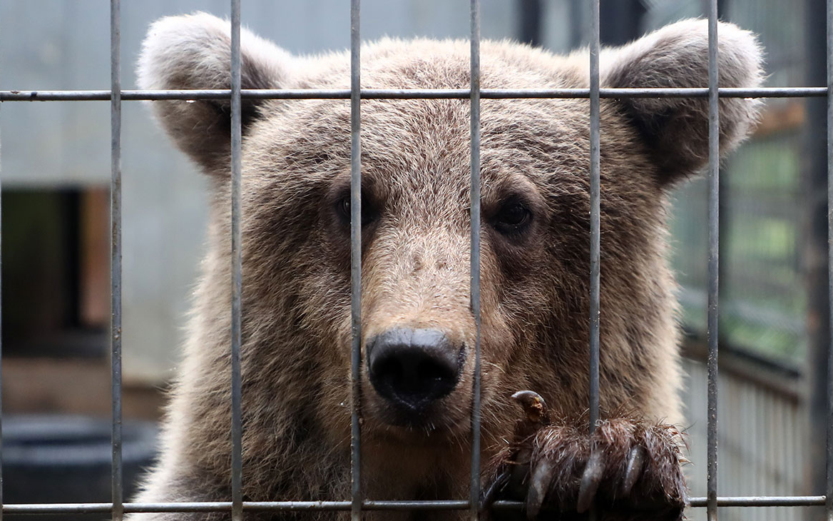 В СК раскрыли детали нападения медведя на людей в реутовском цирке