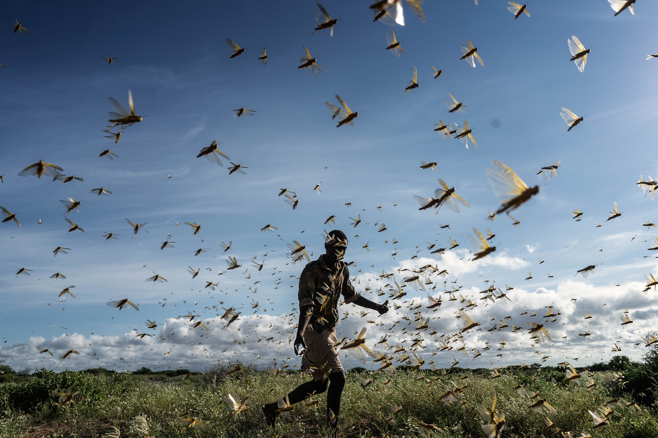 21 мая. Самбуру, Кения. Мужчина отгоняет рой пустынной саранчи