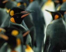 Любопытные пингвины ходят с синяками