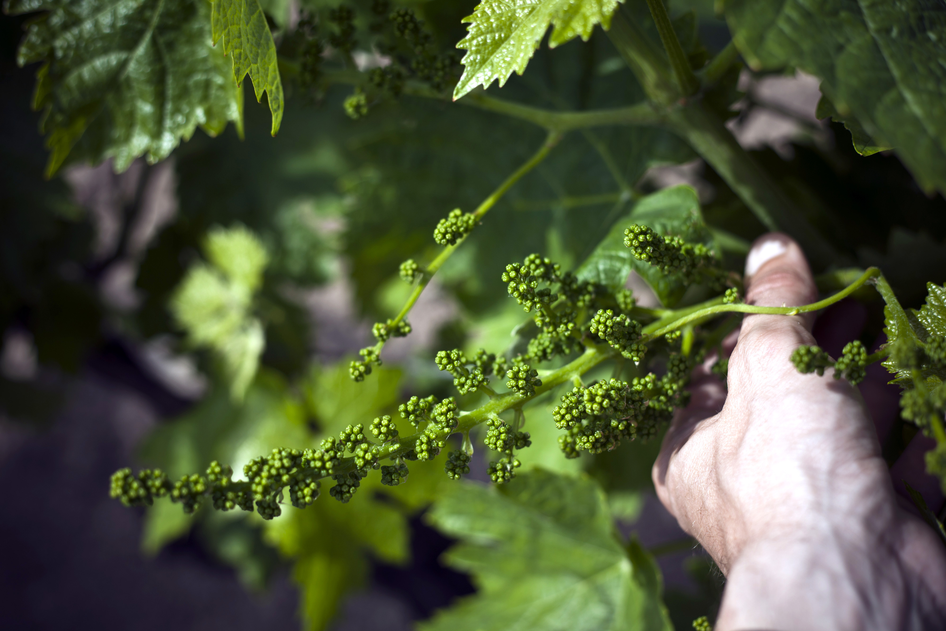 Проверка качества виноградников в провинции Коньяк, Франция