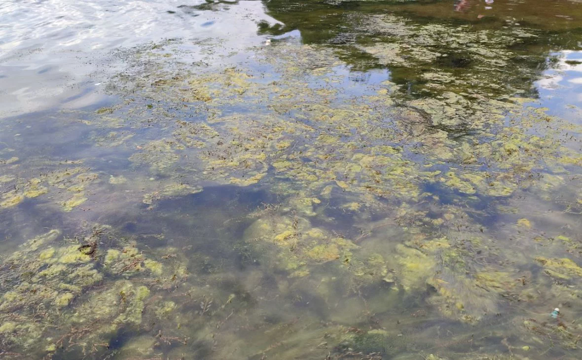 РБК Черноземье