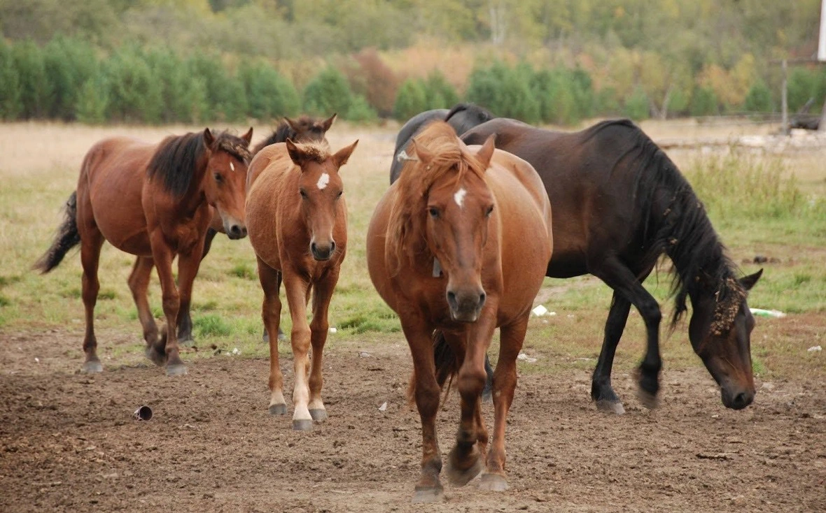 пресс-служба правительства РБ