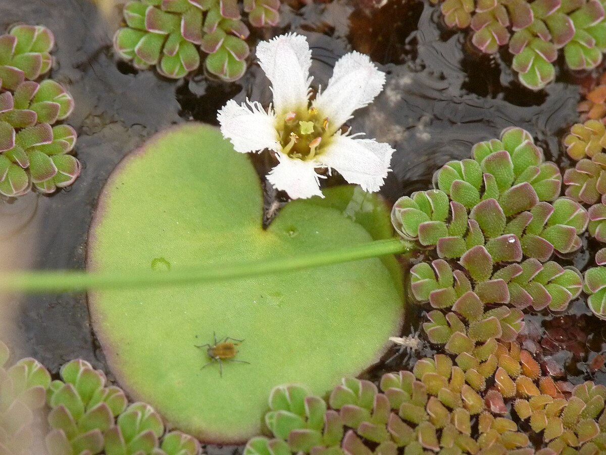 Болотоцветник корейский (Nymphoides koreana)