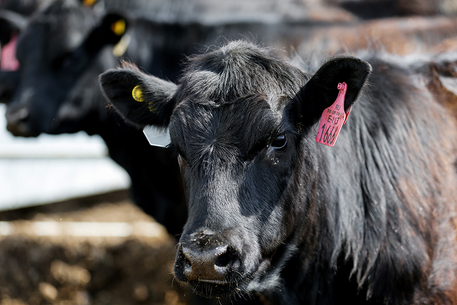 Коровы породы абердин-ангус на ферме&nbsp;компании &laquo;Мираторг&raquo;


