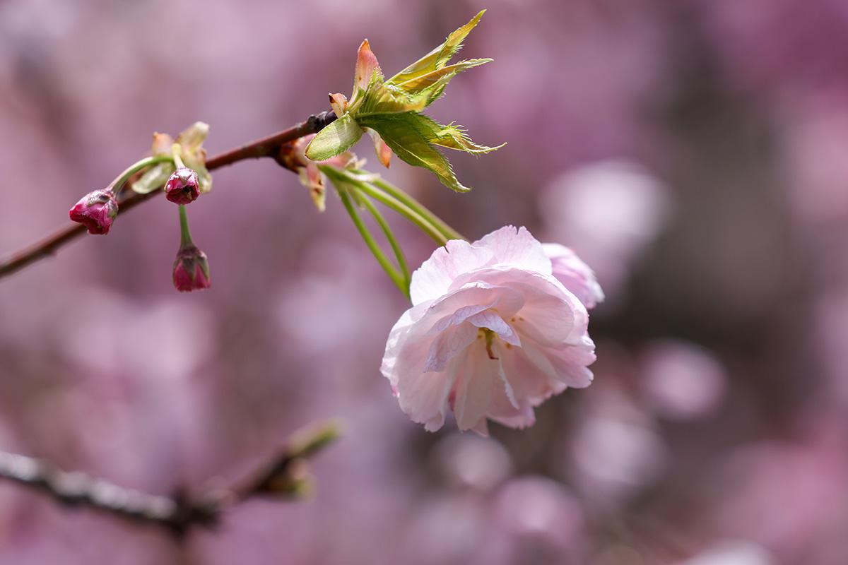Цветение сакуры в парке «Дендрарий» в Сочи