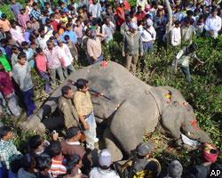 В Индии застрелен слон-убийца бен Ладен