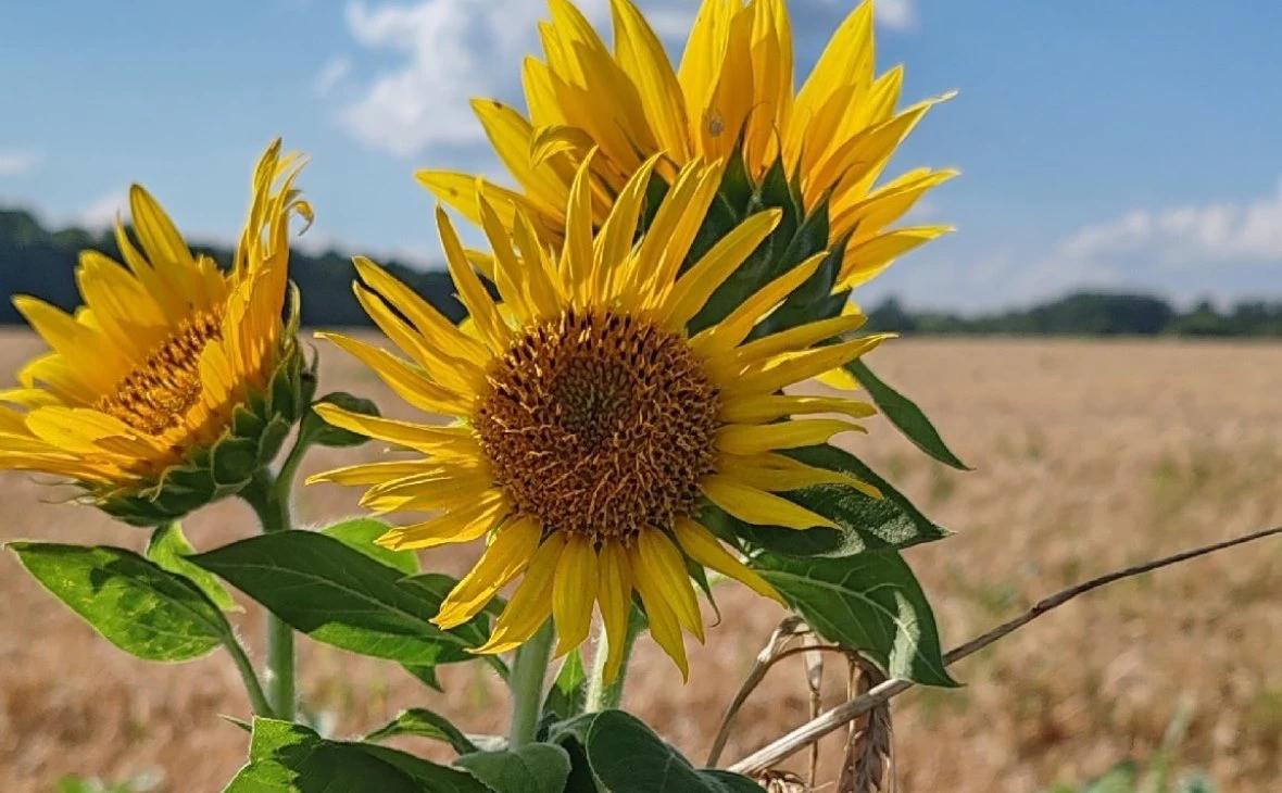 РБК Черноземье