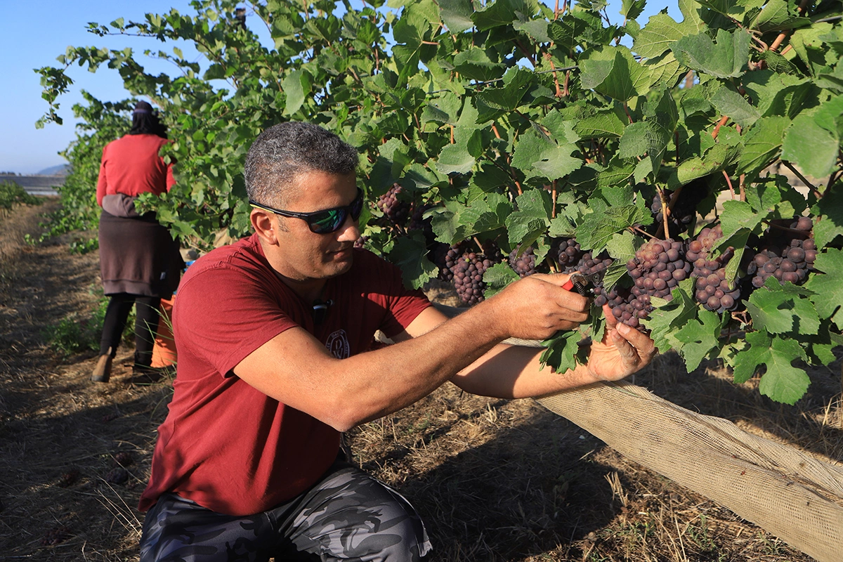 Итальянцы со своим легким, свободным и немного ветреным взглядом на жизнь сделали из «пино гриджо» поп-звезду винного мира