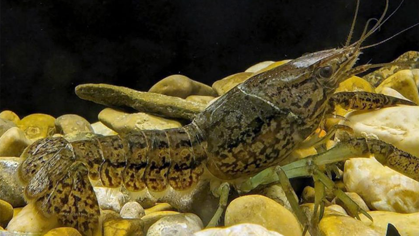 Особь мраморного рака Procambarus fallax из реки Альма (Крым) 