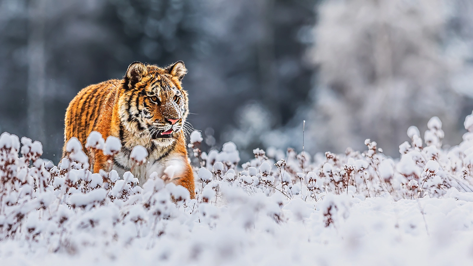 Амурский тигр