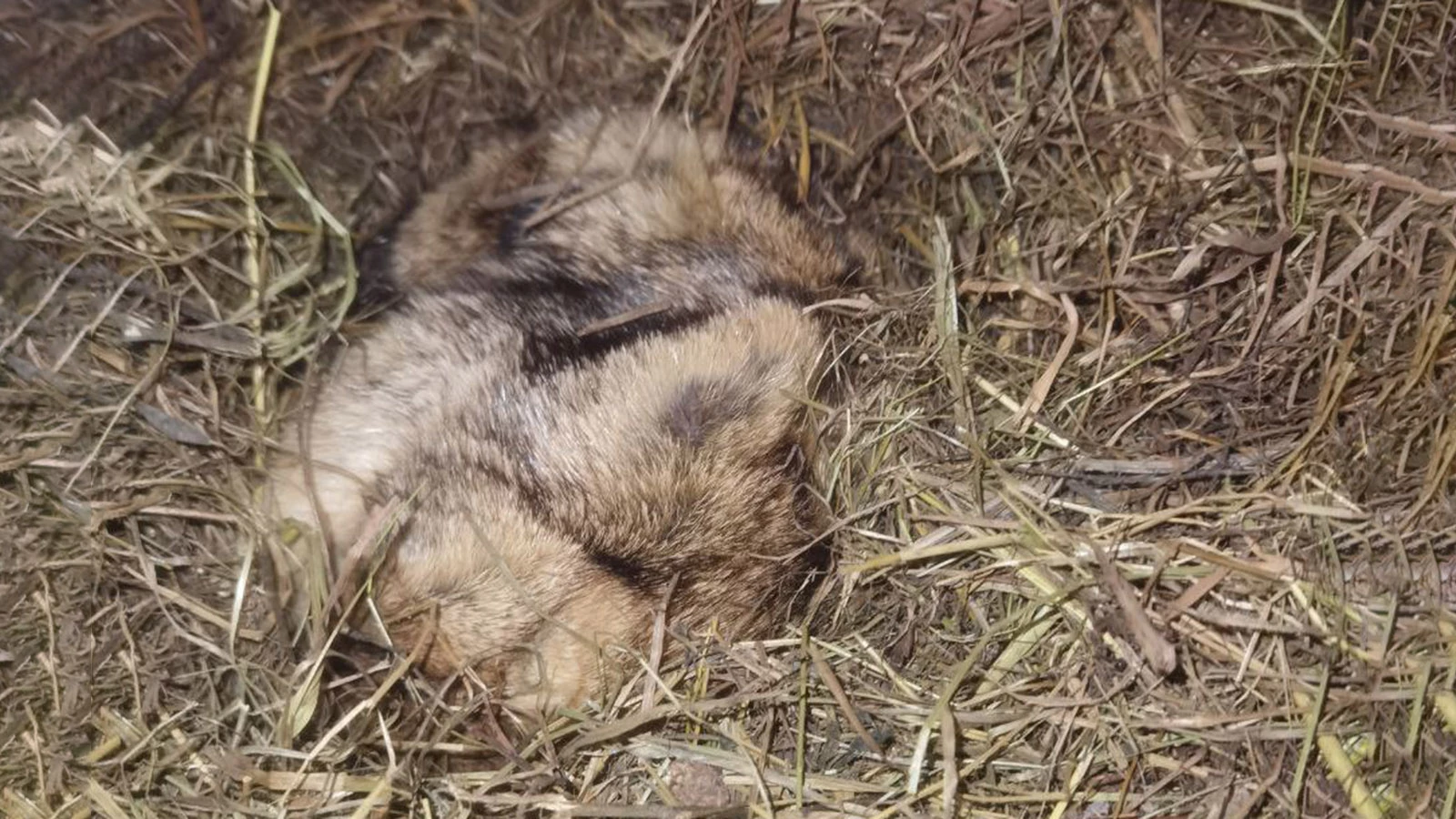 Сурок Филимон