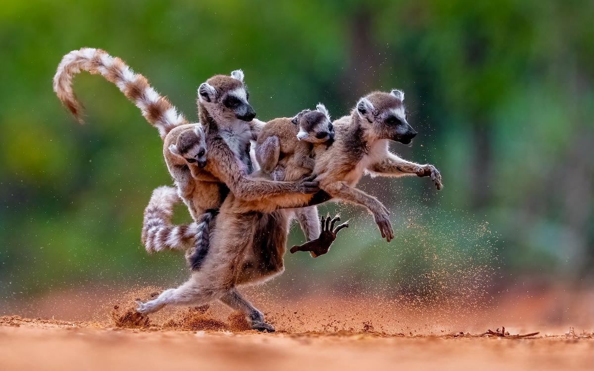 Определены победители фотопремии Nature’s Best Photography Awards 2025